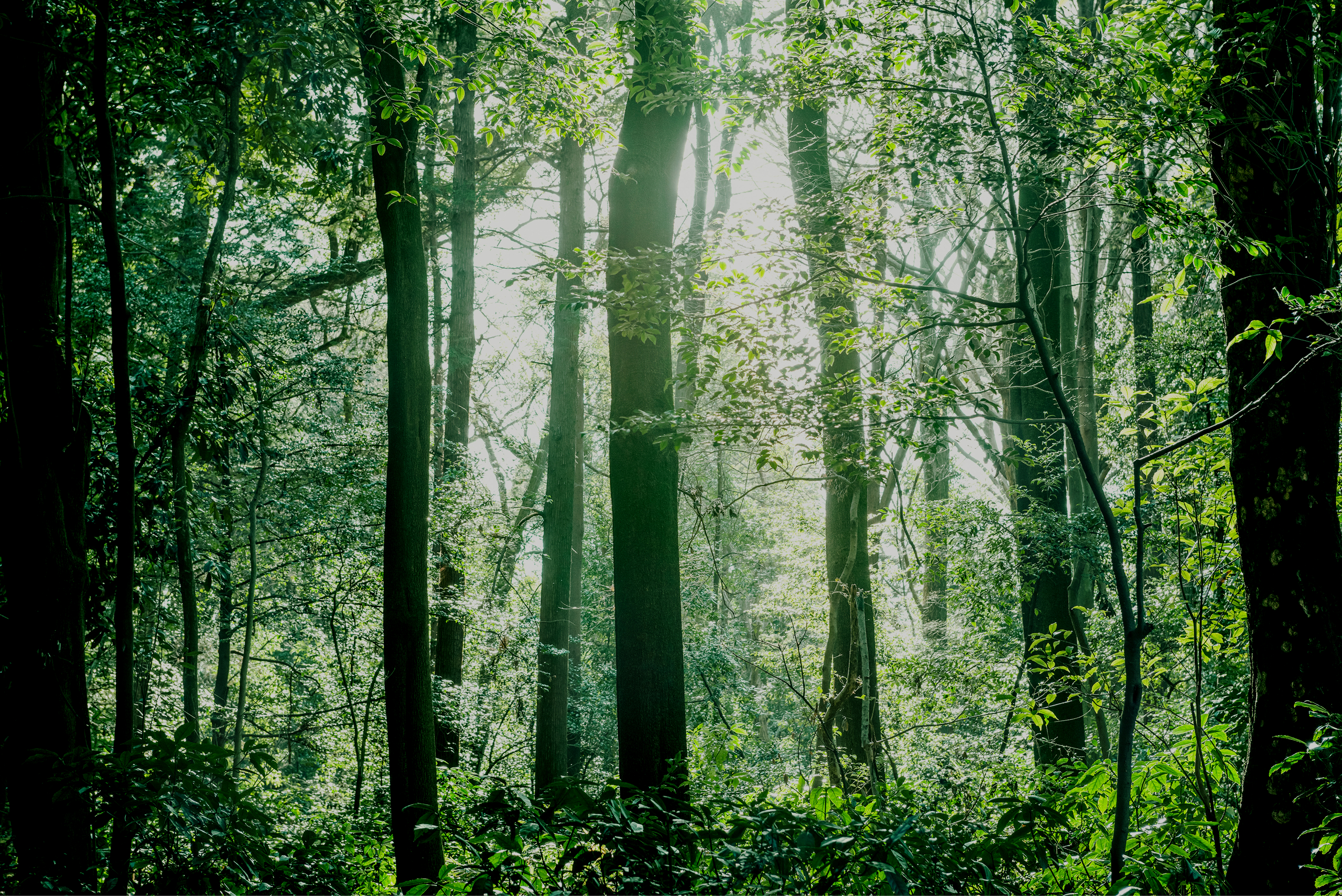 万博会場「静けさの森」の風景（1）