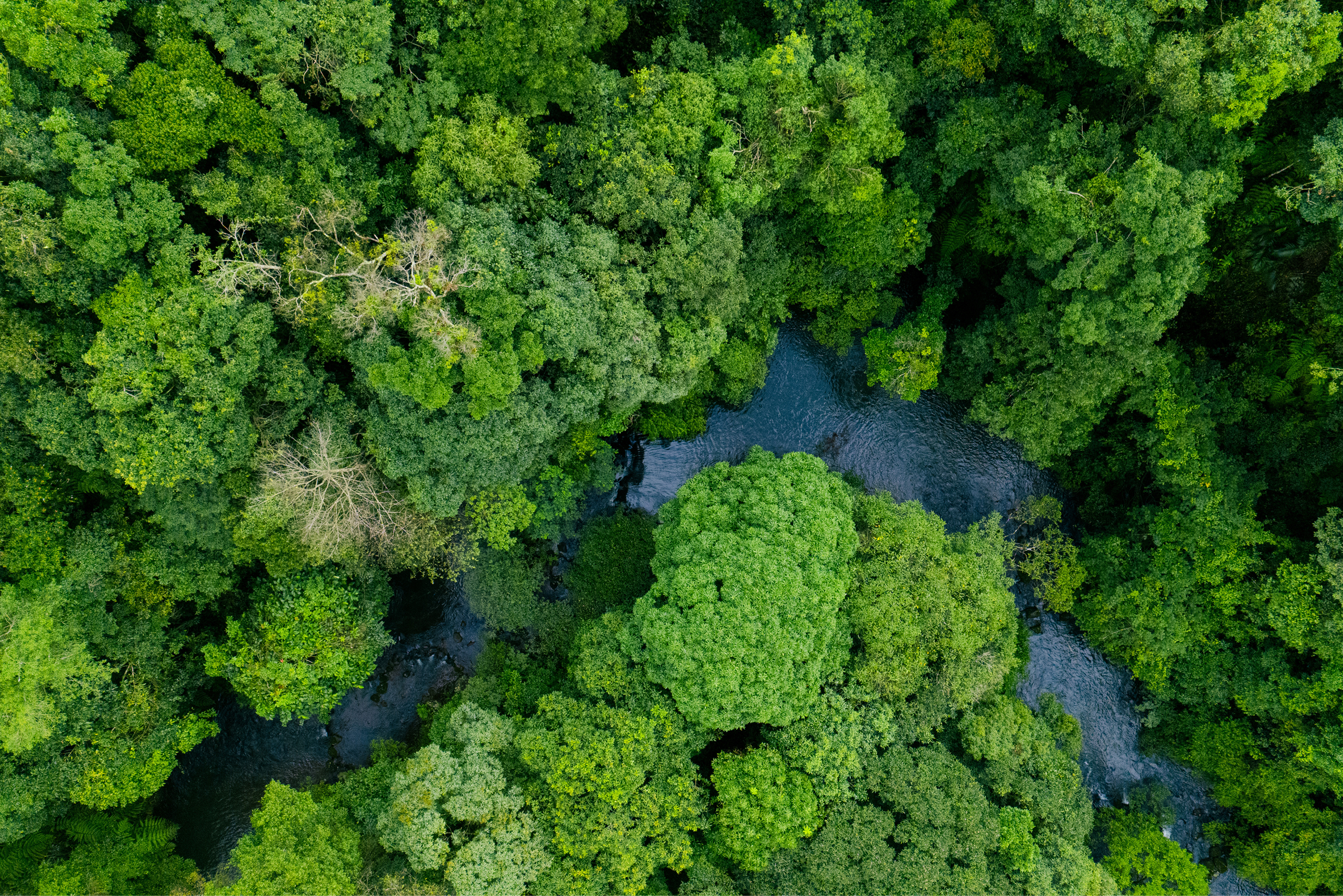 万博会場「静けさの森」の風景（3）