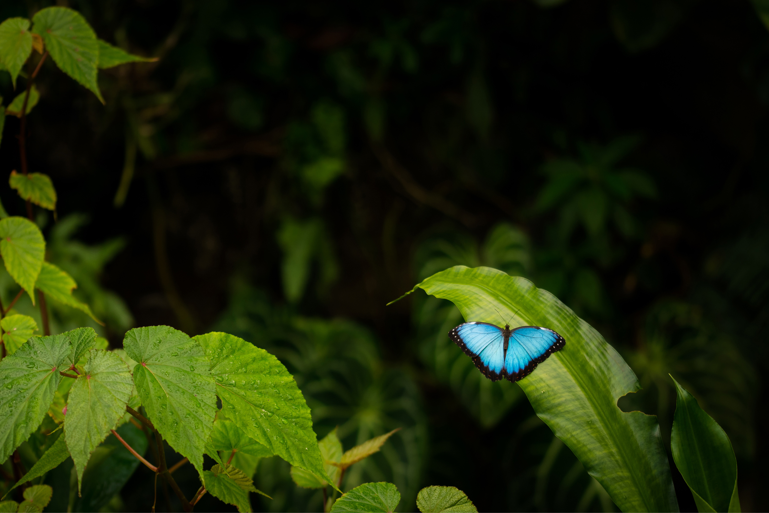 万博会場「静けさの森」の風景（4）